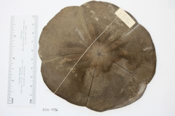 Media type: image;   Invertebrate Zoology ECH-7196 Description: Preserved specimen.;